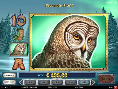 Wild North Slot Owl