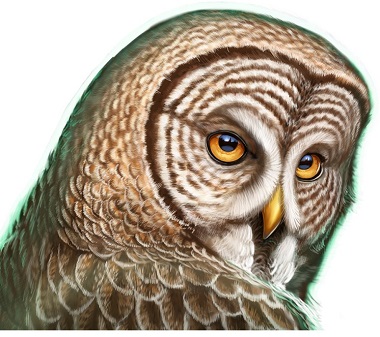 Owl Symbol Go Wild Slot